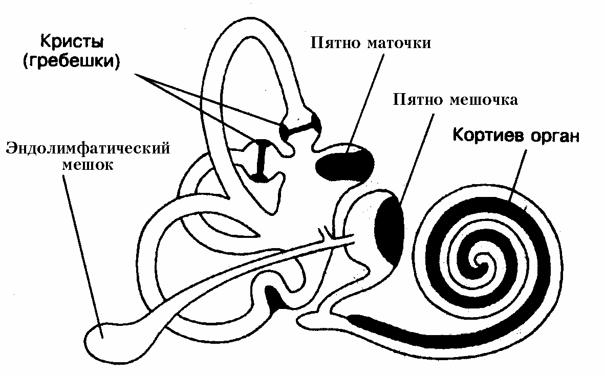 Улитка слухового аппарата. Строение улитки внутреннего уха. Перепончатый Лабиринт внутреннего уха схема. Схема строения улитки внутреннего уха. Строение улитки внутреннего уха анатомия.