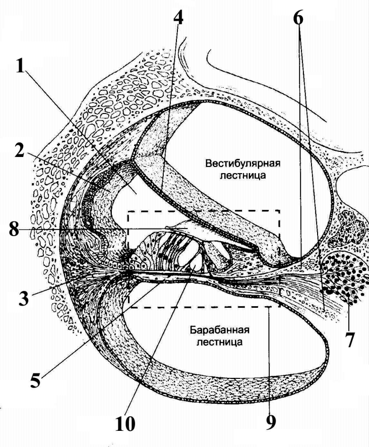 Три канала улитки. Улитковый проток внутреннего уха. Барабанная стенка улиткового протока. Строение улитки внутреннего уха. Схема строения внутреннего уха гистология.