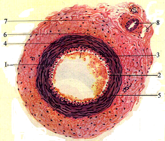 Срез сосуда. Вена мышечного типа гистология. Артерия мышечного типа гистология. Артерия мышечного типа препарат гистология. Вена мышечного типа препарат гистология.