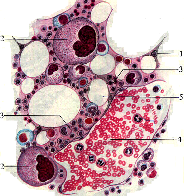 Клетки образующиеся в красном костном мозге. Кроветворная система гистология. Красный костный мозг гистология препарат. Красный костный мозг строение. Срез красного костного мозга (в препарате Кортиев орган).
