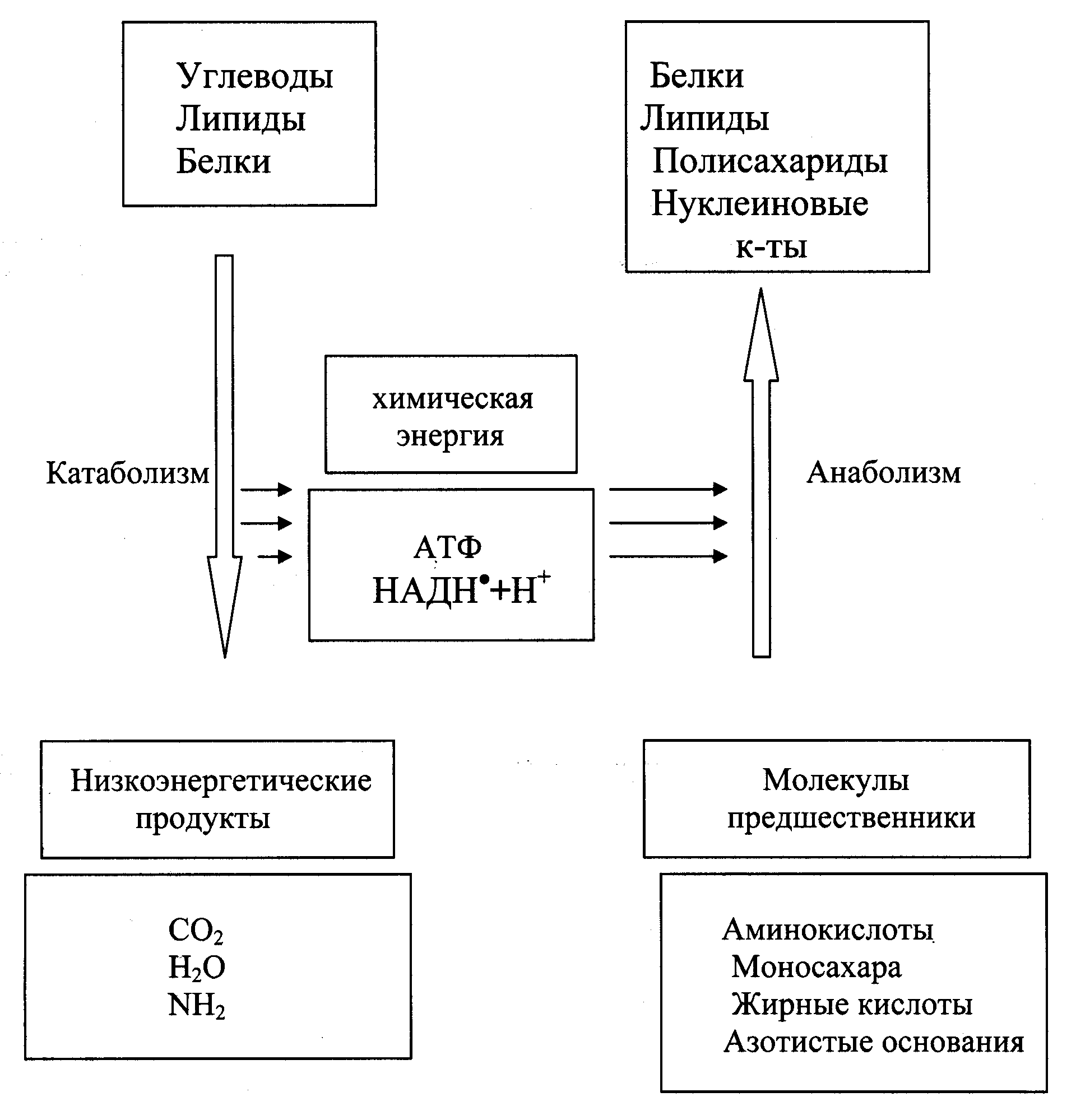 Схема взаимосвязи обмена веществ и энергии расшифровка