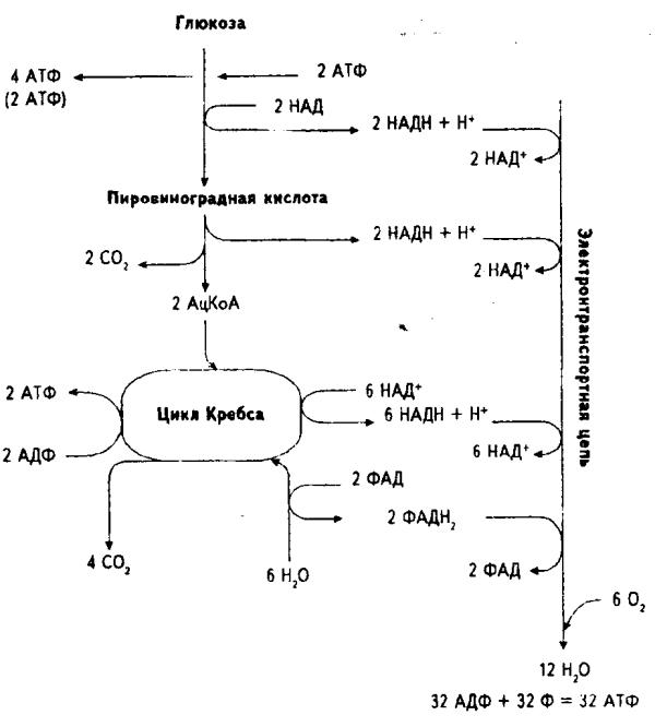 Атф синтезируется при окислении. Цикл Кребса схема биохимия. Цикл Кребса АТФ. Окисление Глюкозы в цикле Кребса. Цикл Кребса ЕГЭ биология.