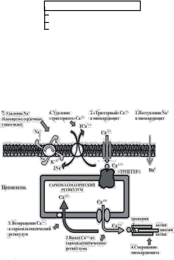 Механизм действия сердечных гликозидов схема