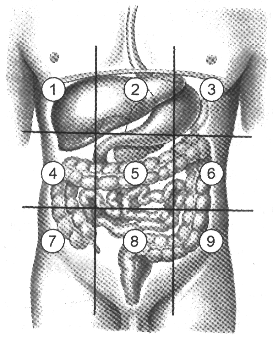 Какие органы в левом подреберье. Проекция органов на переднюю брюшную стенку живота. Проекция органов на области брюшной стенки. Эпигастральная область брюшной полости органы. Проекция органов в подложечной области.