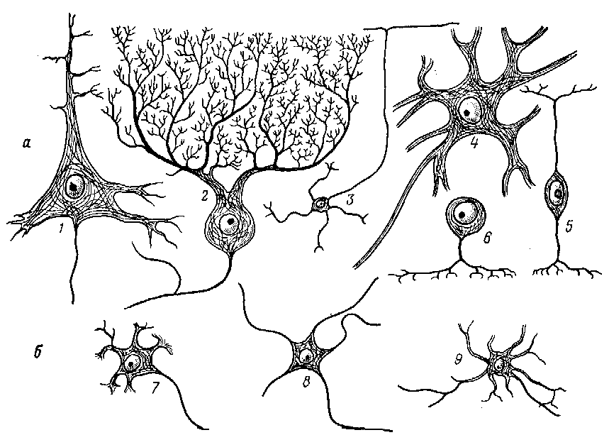 Нервные узлы и нейрон. Вегетативный ганглий, клетки Догеля. Пирамидные и звездчатые Нейроны. Клетки Пуркинье вегетативный ганглий. Типы нейронов в вегетативных узлах..