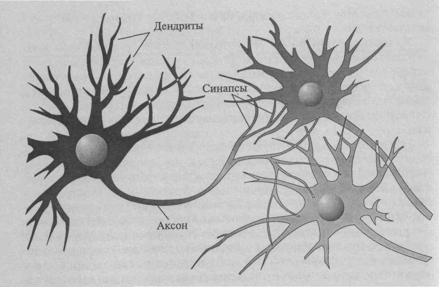 Импульс мозг аксон. Аксон дендрит синапс. Схема нейронов и синапсов. Синапс аксона и дендрита. Строение нейрона Аксон дендрит синапс.
