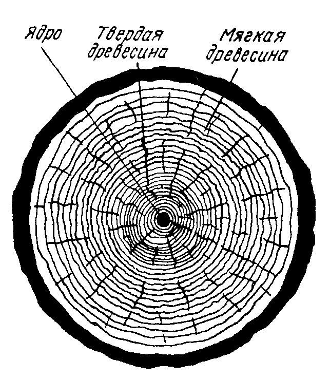 Физика древесины. Состав древесины. Химическое строение древесины. Химический состав древесины. Химическое строение дерева.