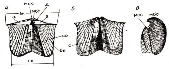 Туловище образует складку мантию. Радиальные складки брахиопод. Мантийная складка. Вентральная створка.