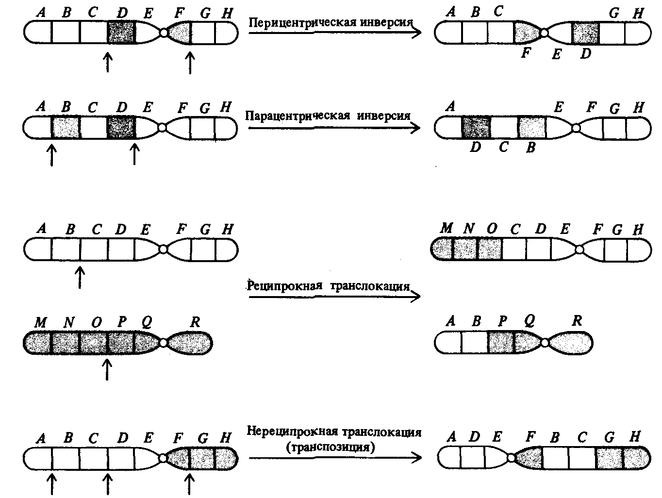 Удвоение участка хромосомы какая мутация. Транслокация хромосом схема. Хромосомные мутации делеция дупликация инверсия транслокация. Хромосомные мутации схема. Транслокация хромосом мутация.