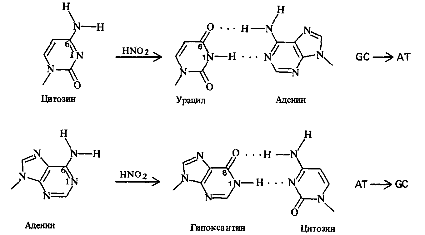 Водородный связи между аденином и тимином. Водородные связи между аденином и урацилом. Аденин урацил 2 связи. Аденин hno2. Цитозин hno2.