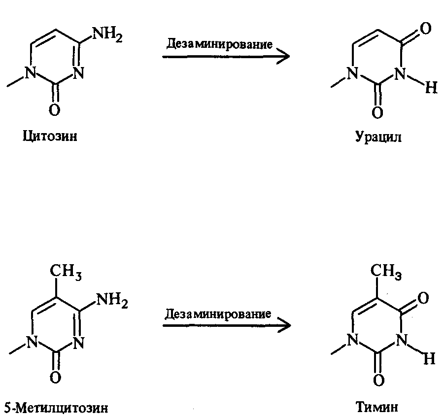 Тимин синтез. Синтез цитозина из урацила. Реакция образования цитозина. Урацил Тимин цитозин формулы биохимия. Получение цитозина.