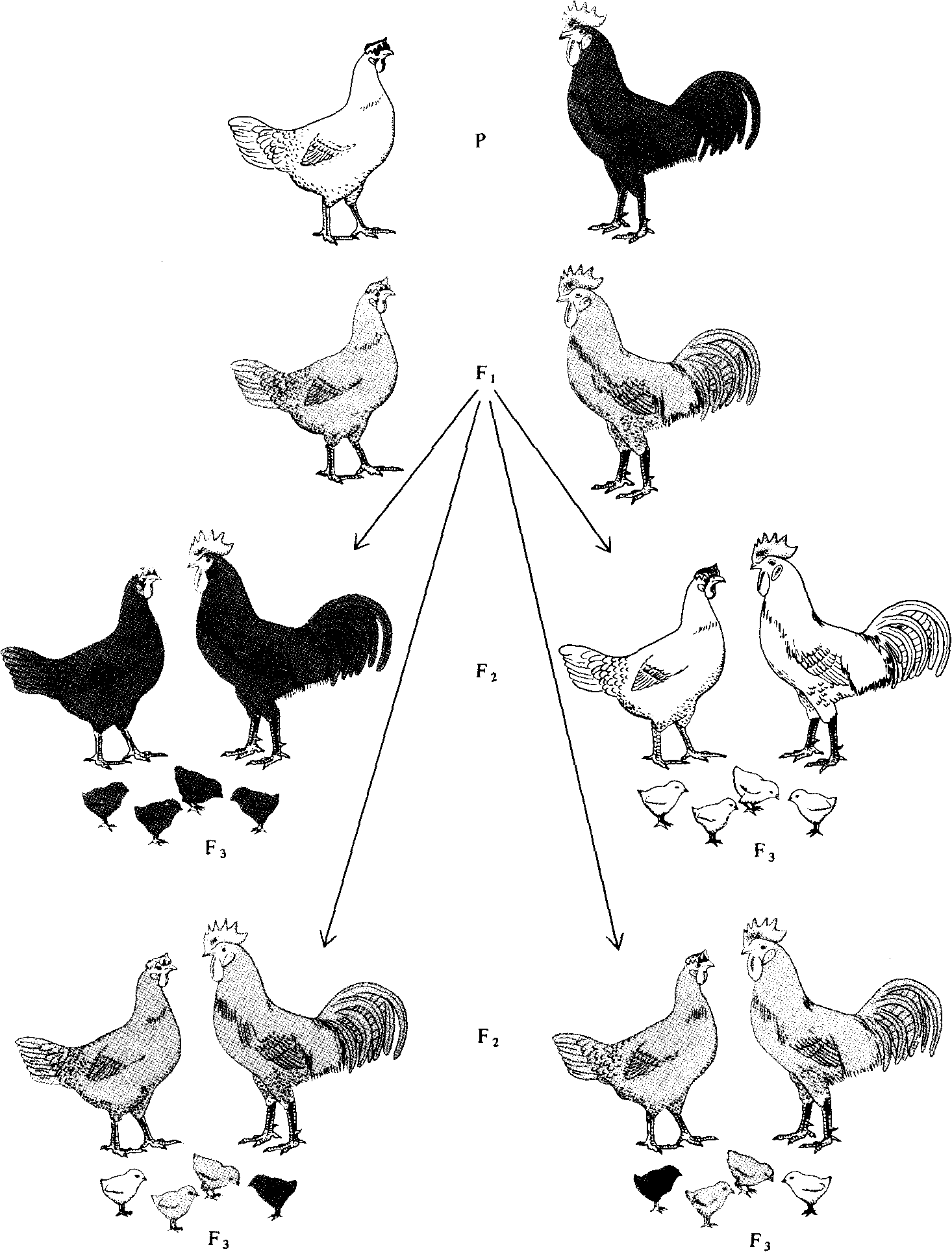 Скрещивание кур разных пород. Инбридинг птиц. Инбридинг бройлерные куры. Инбридинг у кур. Схема селекции кур.