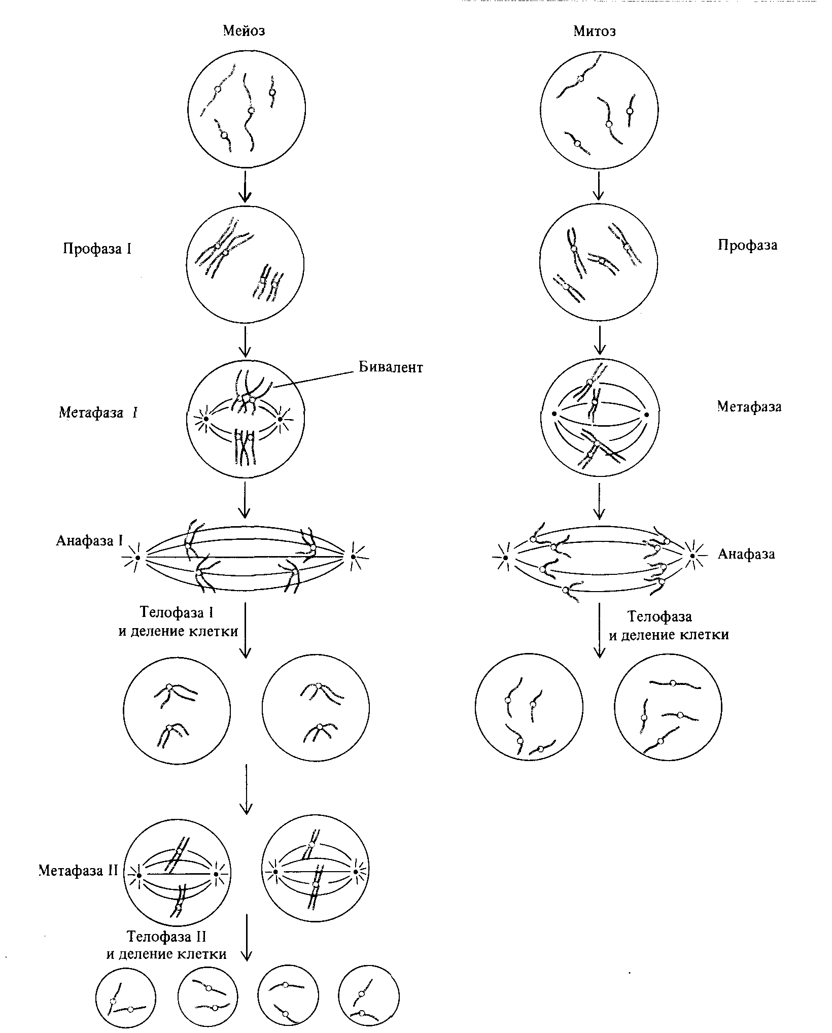 Митоз и мейоз цикл