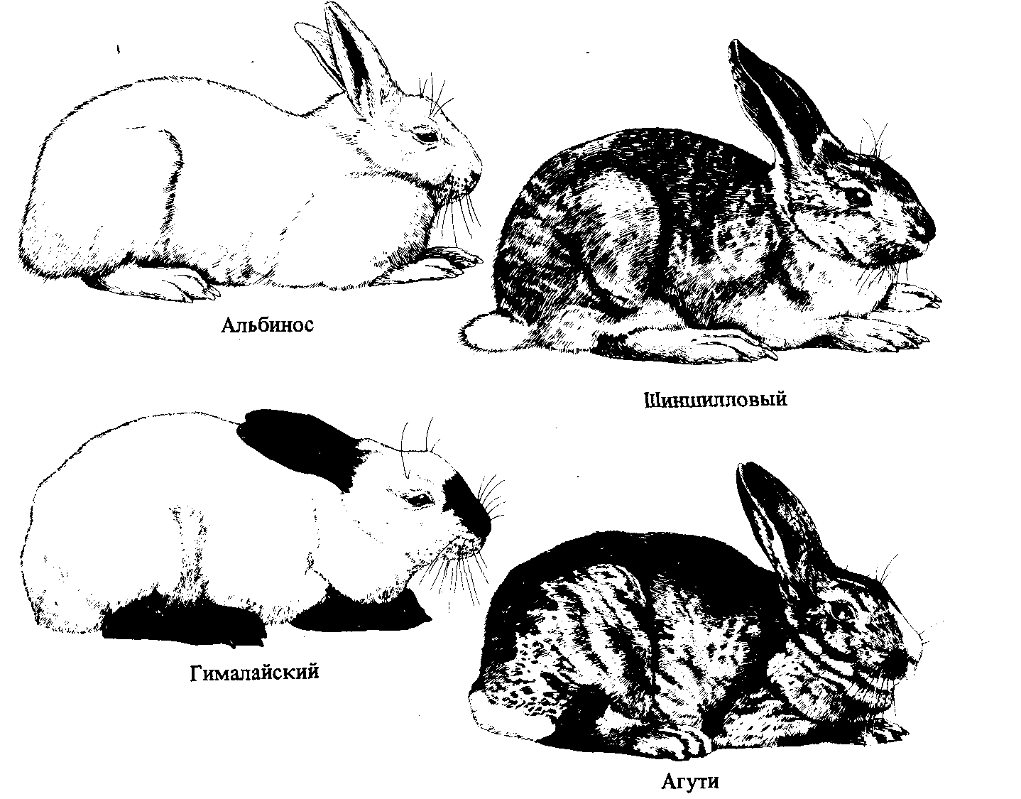 Шерсть гималайских кроликов