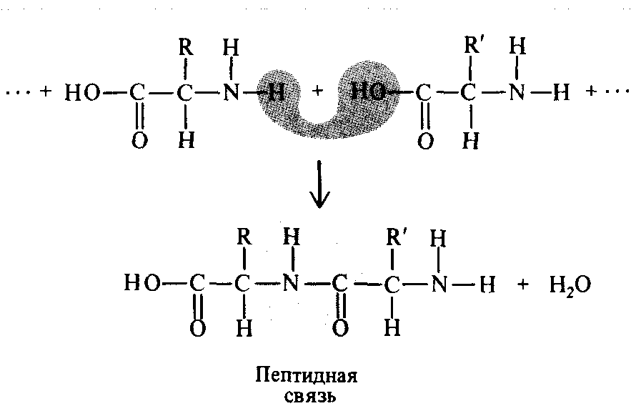 Пептидная связь является. Пептидная связь между аминокислотами образуется. Пептидная связь аминокислот схема. Образование пептидной связи между аминокислотами схема. Схема образования пептидной связи белка.