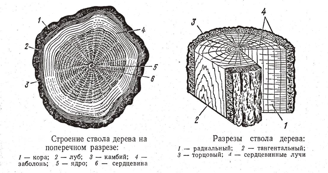 Какие функции выполняет ствол. Строение поперечного среза древесины. Макроструктура древесины поперечный срез. Поперечный срез ствола дерева строение. Схема поперечного сечения древесины.