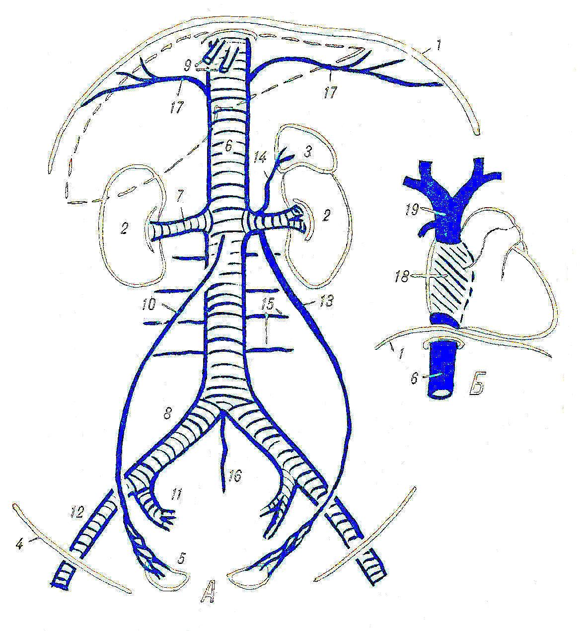Клапаны нижней полой вены. Нижняя полая Вена анатомия. Ветви верхней полой вены.