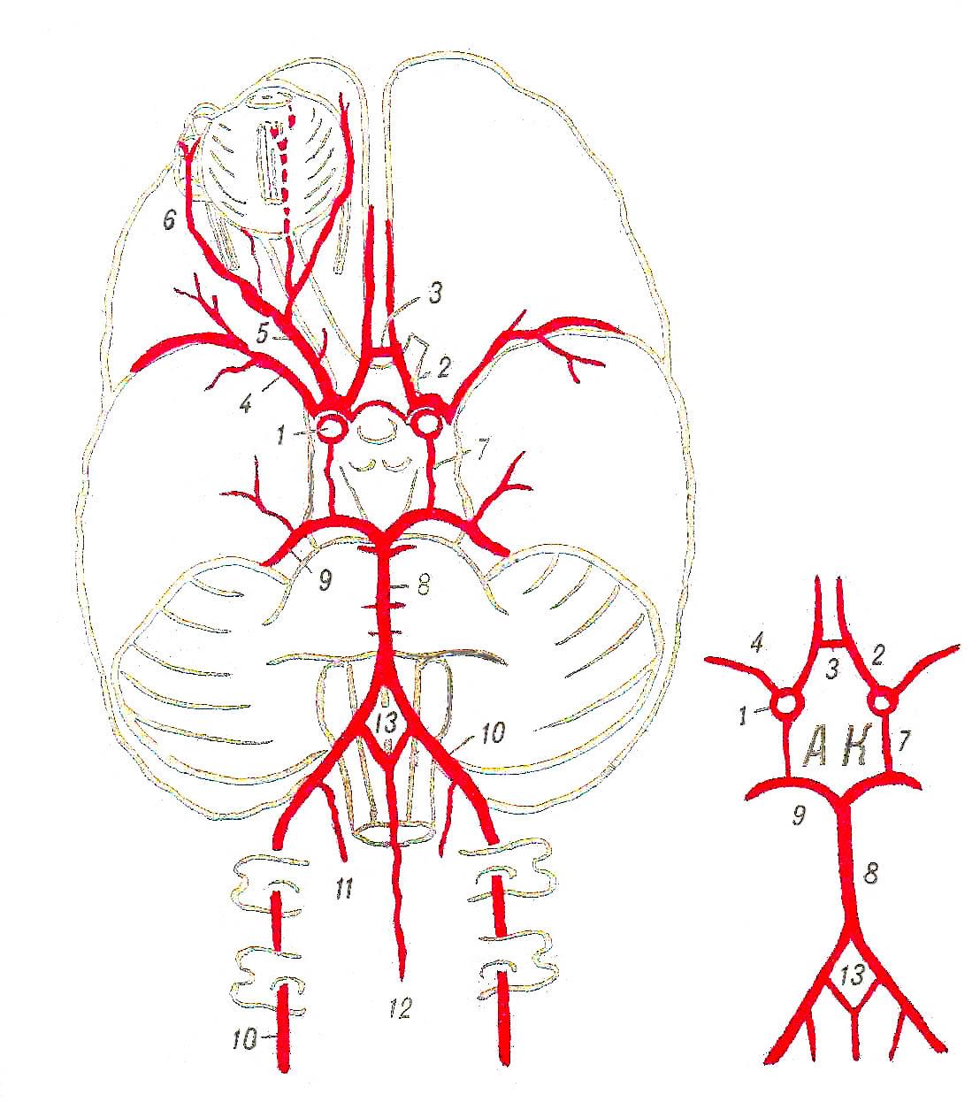 Виллизиев круг строение. Виллизиев круг артерии. Базилярная артерия и Виллизиев круг. Кровоснабжение головного мозга анатомия Виллизиев круг. Виллизиев круг бассейны.