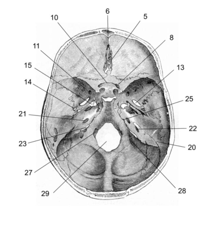 Основание черепа отделы. Основание черепа анатомия. Внутреннее основание черепа 12 пар черепно. Наружное основание черепа анатомия. Внутреннее основание черепа схема.