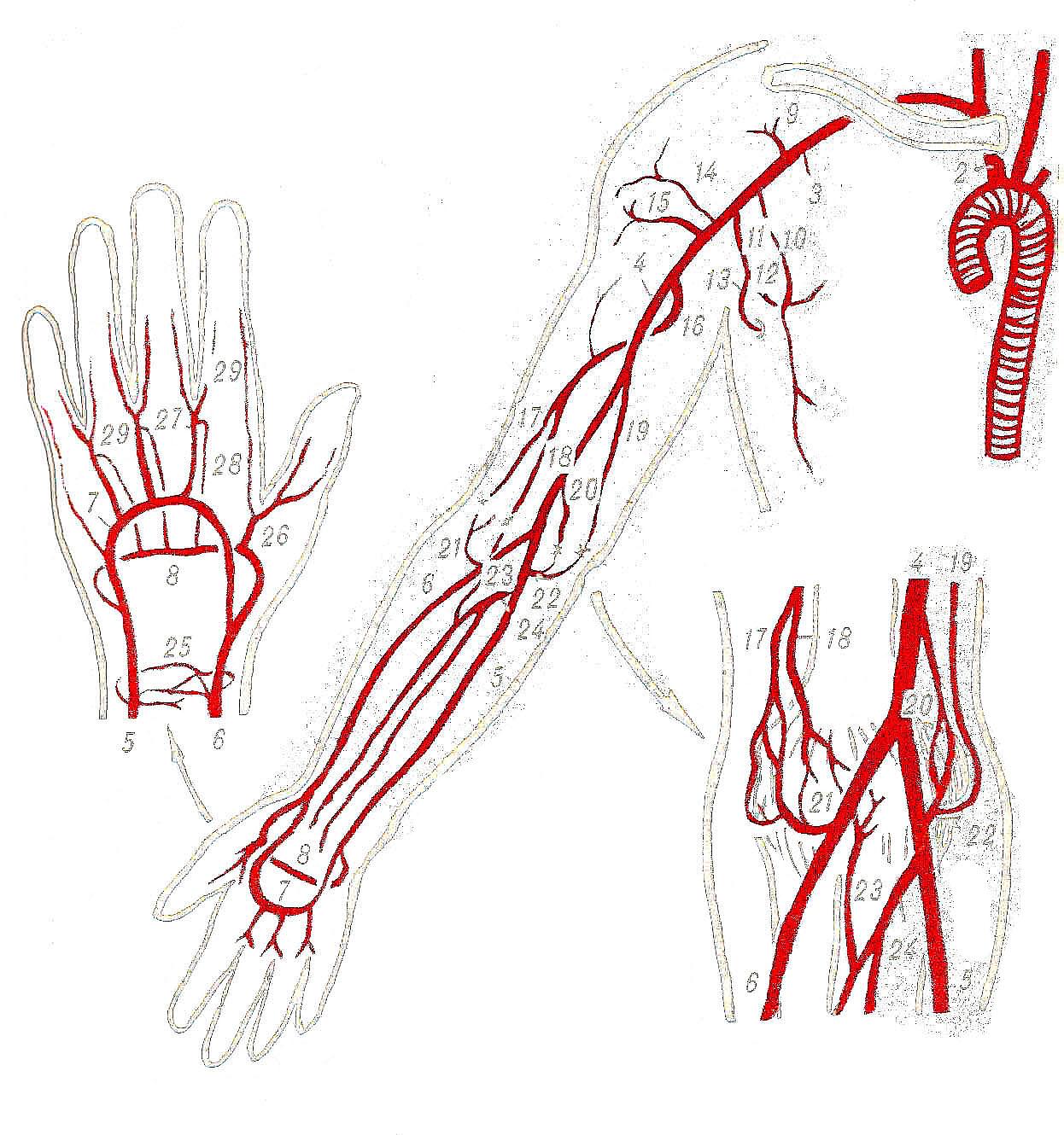 Артерия на запястье. Плечевая артерия схема. Артерии верхней конечности схема. Лучевая артерия схема. Лучевая артерия анатомия схема.
