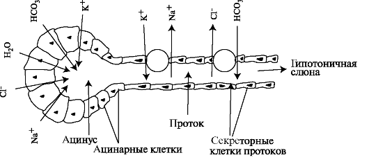 Схема отделения слюны