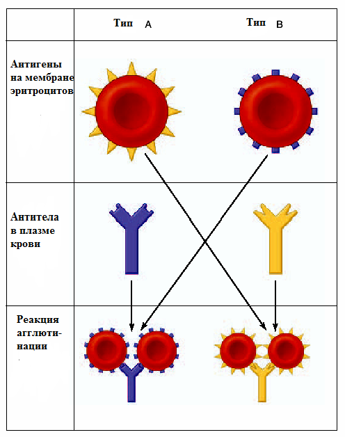 1 группа крови антигены и антитела. Антигены и антитела системы групп крови ав0. Антитела плазмы крови определяющие групповую принадлежность. Антитела распознают антигены.