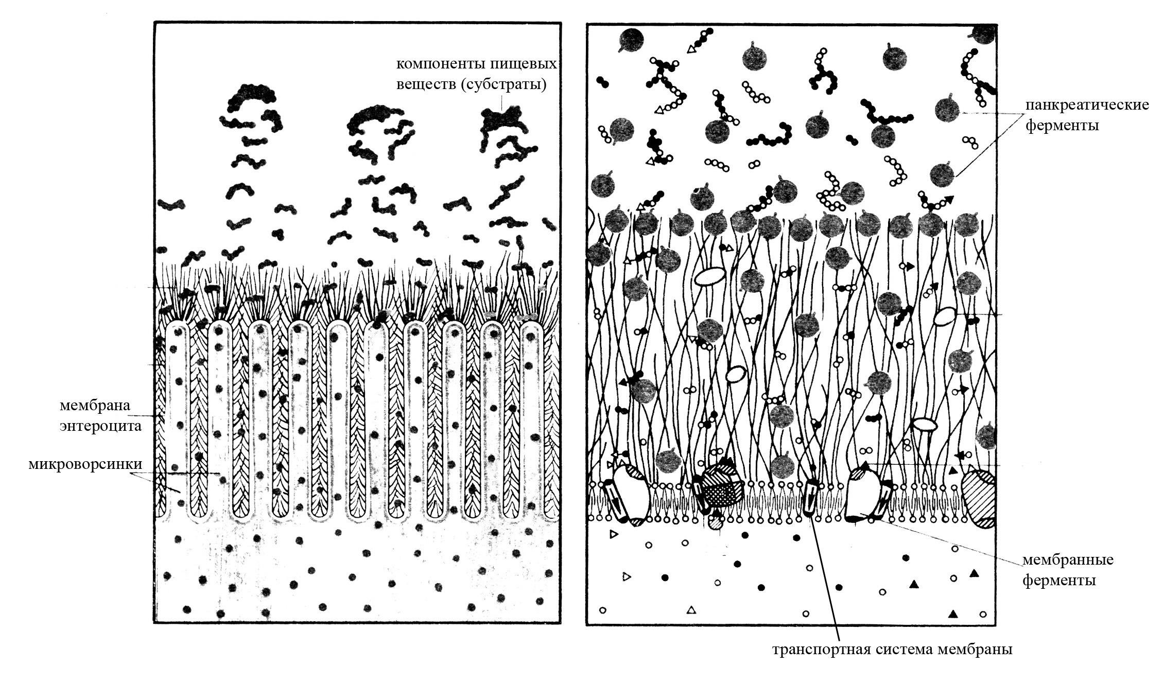 Полостное пищеварение. Пристеночное пищеварение схема. Полостное пищеварение схема. Схема взаимодействий между полостным и мембранным пищеварением. Пристеночное пищеварение рисунок.