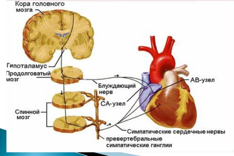Центры управления сердечно сосудистой. Влияние нервной системы на деятельность сердца. Влияние симпатической нервной системы на деятельность сердца. Влияние на деятельность сердца гипоталамуса. Симпатическое влияние на сердце.