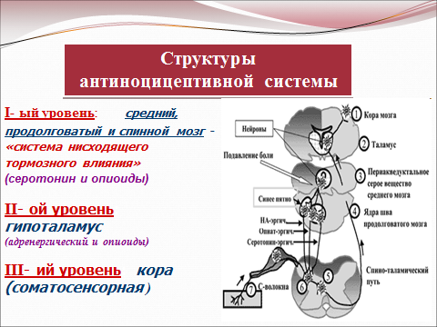 Ноцицептивная система схема