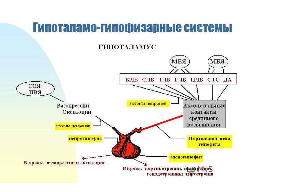 Гипофиз кровеносная система. Гипоталамо гипофизарная система и щитовидная железа. Регуляция гормонов гипофиза. Гипоталамо-гипофизарная система схема. Регуляция гипоталамо-гипофизарной системы физиология.