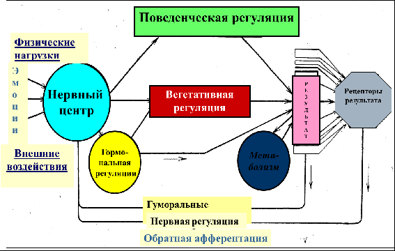 Центр регуляции состава крови