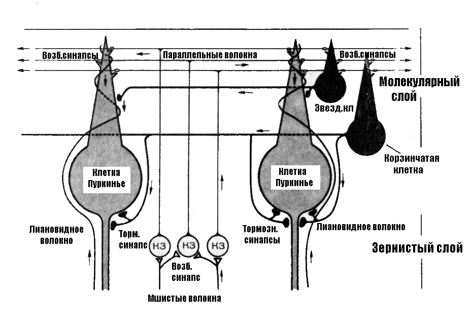 Схема основных межнейронных связей мозжечка