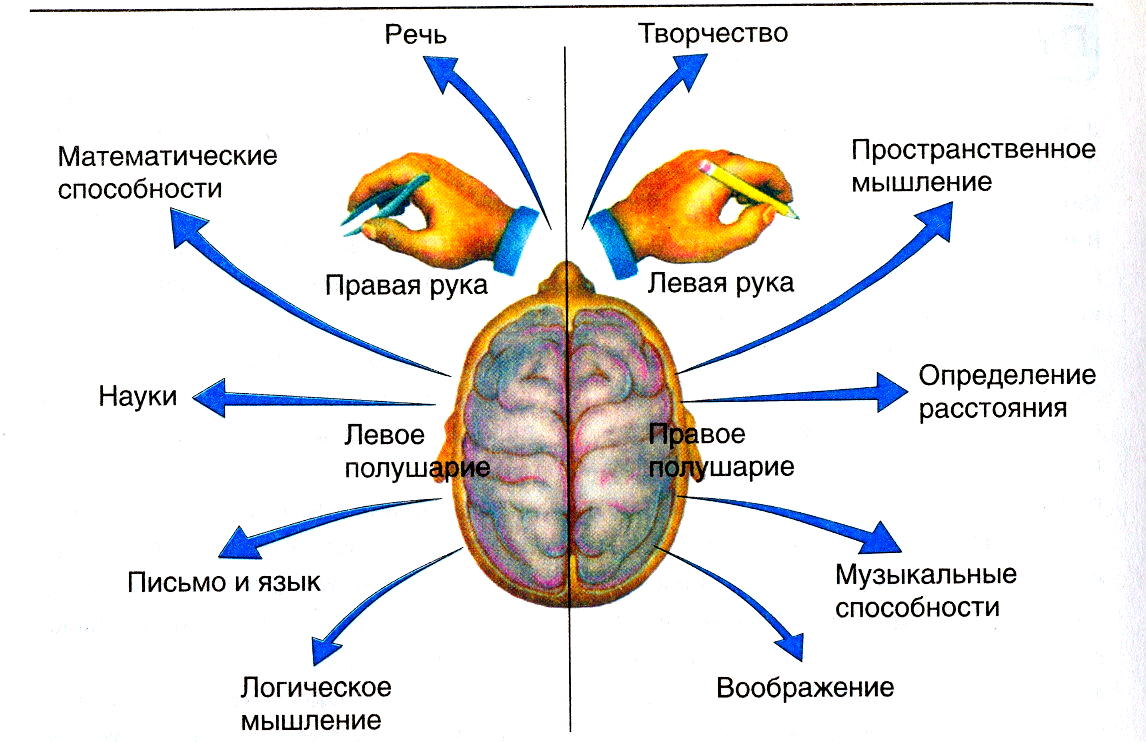 Сигнальная система головного мозга. 1 И 2 сигнальные системы физиология. Первая и вторая сигнальная система человека. 1 Сигнальная система человека. 1 Сигнальная система и 2 сигнальная.