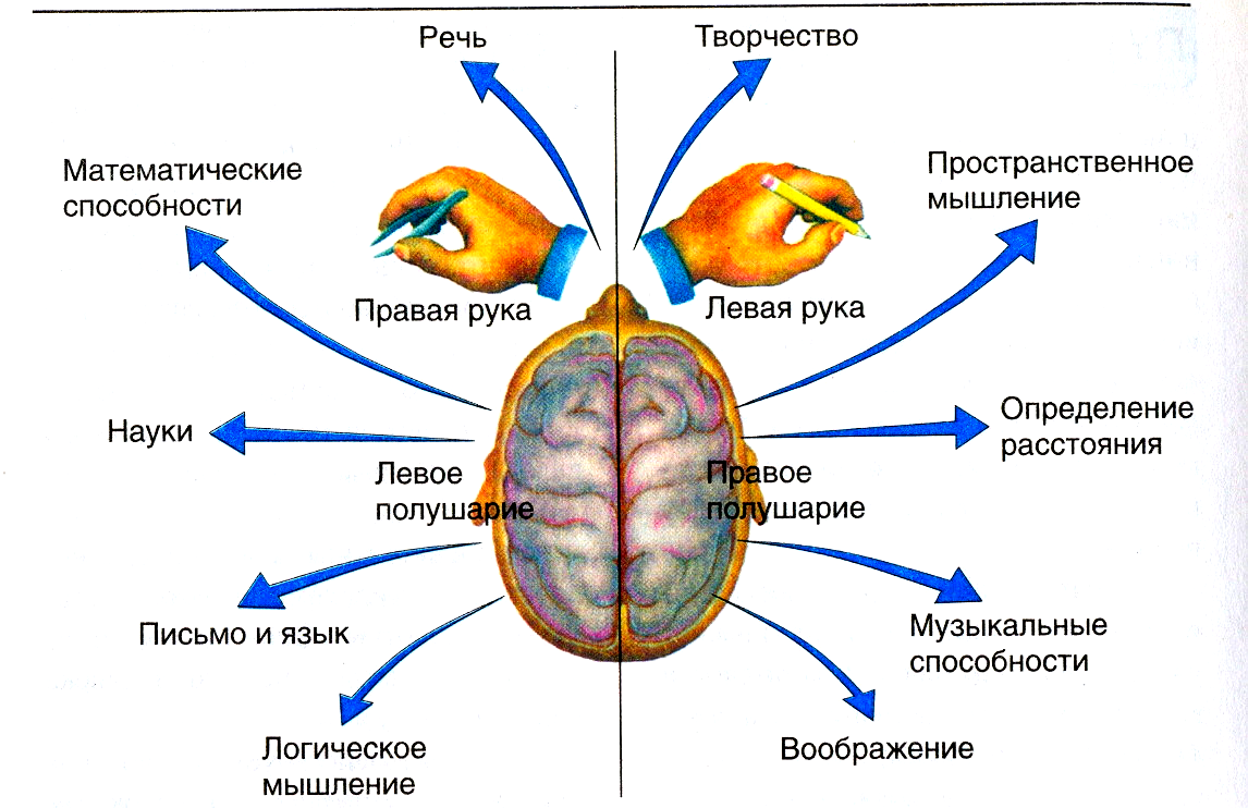 Сигнальная система головного мозга