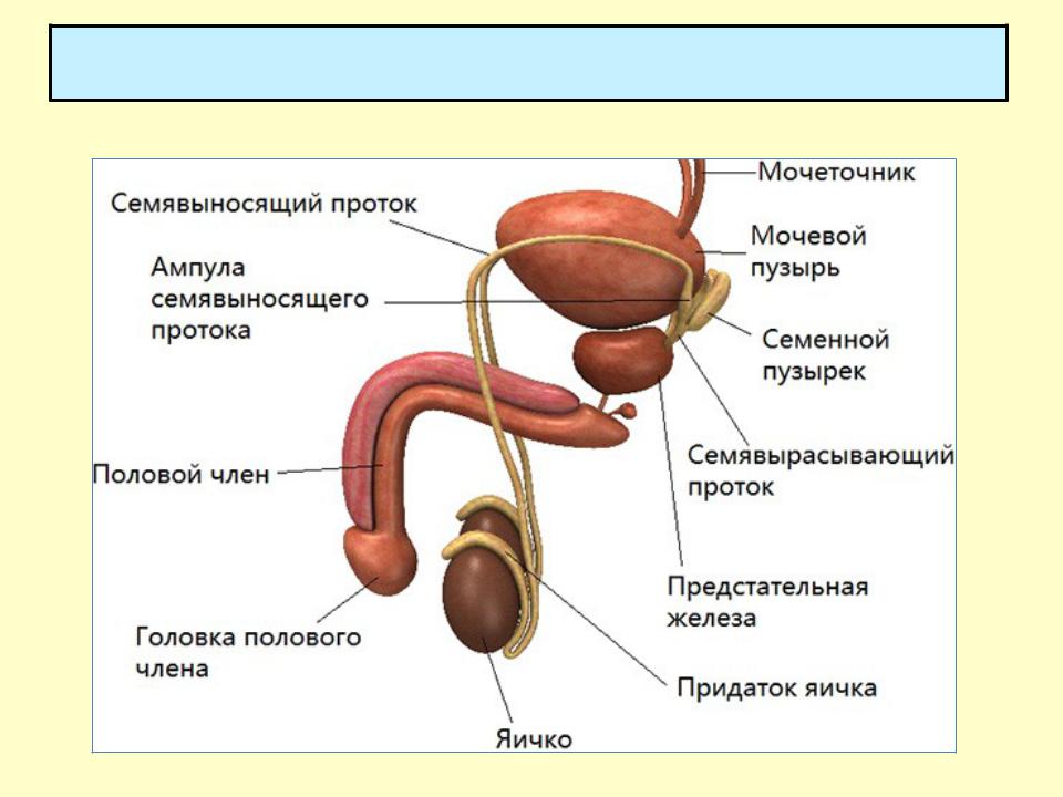 Орган мужской половой системы человека. Мужская половая система анатомия анатомия простаты. Мужская Мочеполовая система анатомия рисунок. Строение мужской мочеполовой системы анатомия человека. Строение женской мочеполовой системы схема.