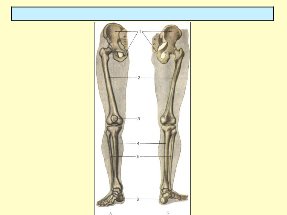 Кости скелета нижней конечности. Скелет нижних конечностей схема.