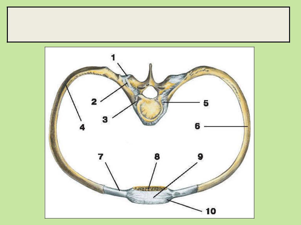 Связки грудной клетки