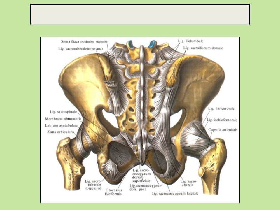 Кости таза строение соединение. Соединение костей таза анатомия. Кости тазы суставы анатомия. Тазобедренный сустав анатомия Синельников. Соединение костей таза анатомия латынь.