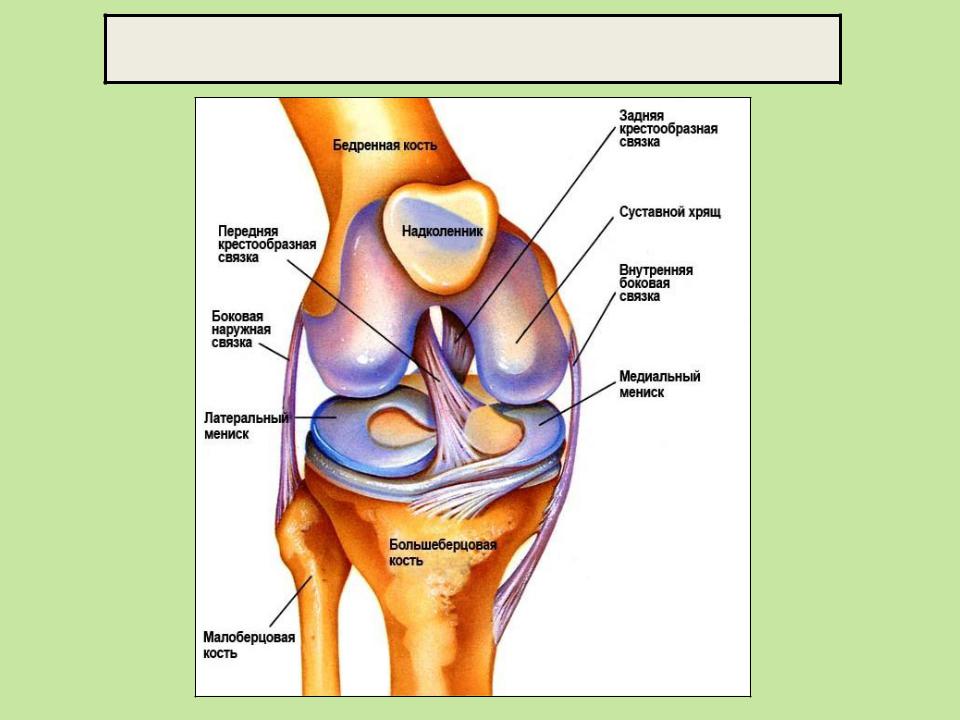 Строение коленного сустава человека фото с описанием костей