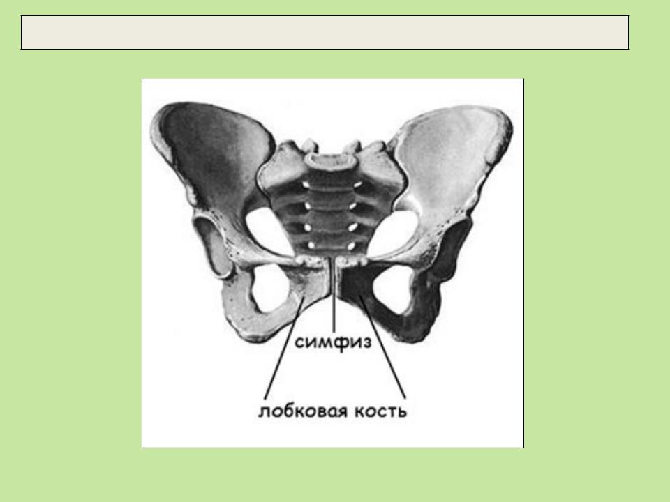 Лобковые кости соединение. Лонное сочленение костей. Лобковая кость симфиз. Лобковый симфиз и лонное сочленение. Лобковый симфиз анатомия человека.