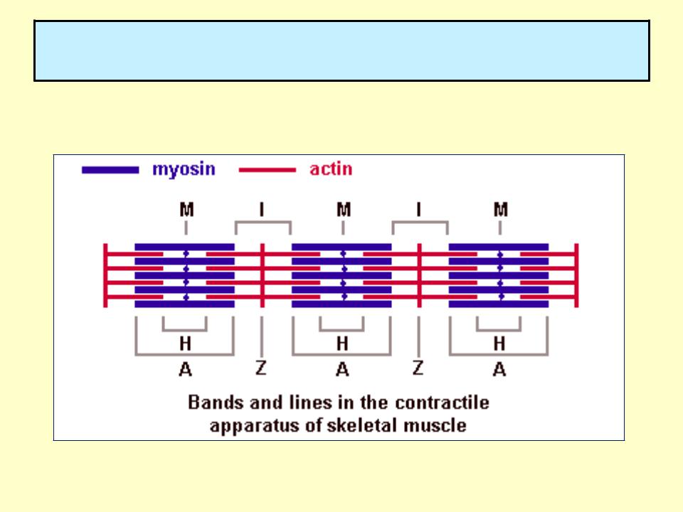 Актин ткань. Микрофиламенты актин и миозин. Механизм актина и миозина. Строение мышцы актин и миозин. Актин и миозин сокращение.