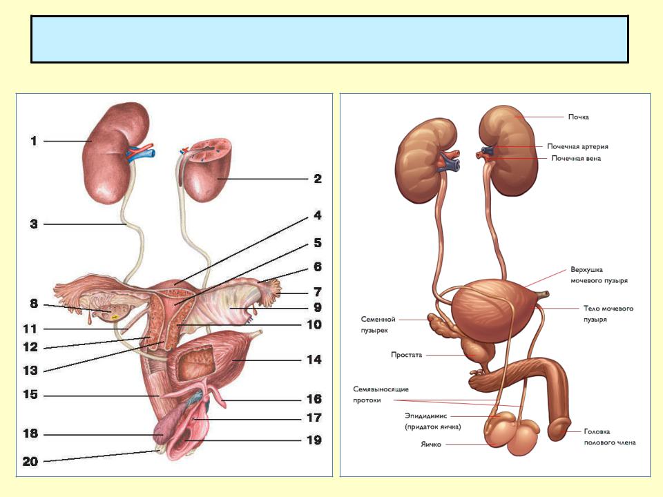 Половые органы мочевой системы. Мочеполовая система анатомия человека мочевой пузырь. Анатомия мужской мочеполовой системы. Анатомия женской мочеполовой системы. Строение мочеполовой системы схема.