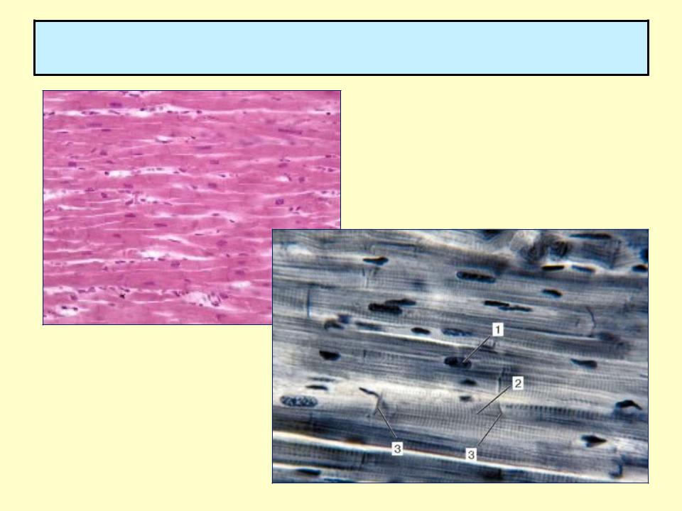 Волокна поперечно полосатой сердечной мышечной ткани. Поперечнополосатая Скелетная мышечная ткань гистология. Поперечнополосатая мышечная ткань препарат. Поперечнополосатая Скелетная мышечная ткань гистология препарат. Гистогенез сердечной мышечной ткани.
