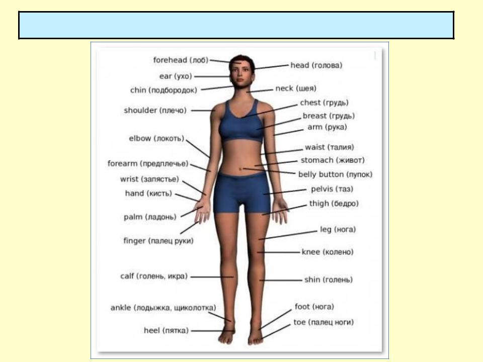 Анатомия человека фото с описанием наружной