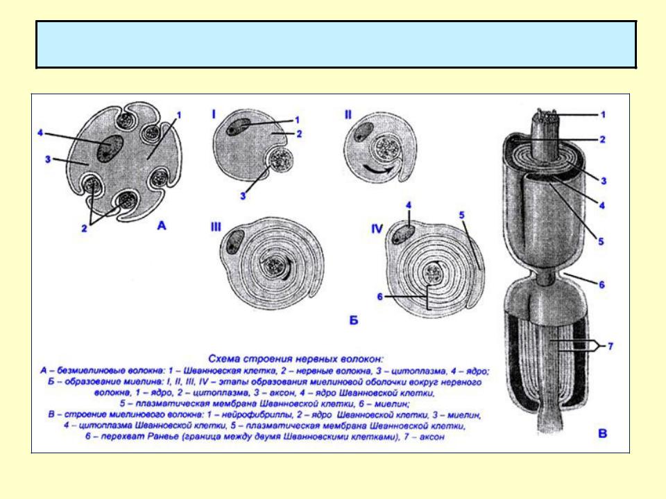Схема строения миелинового и безмиелинового нервного волокна