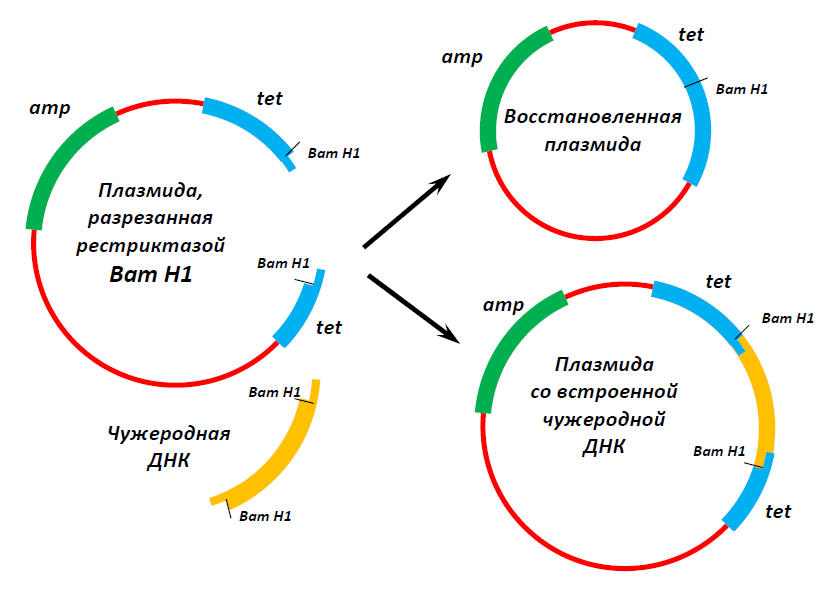 Векторы плазмиды. Схема плазмиды вектора. Метод рекомбинантных плазмид схема. Плазмида pbr322 схема. Схема строения плазмиды.
