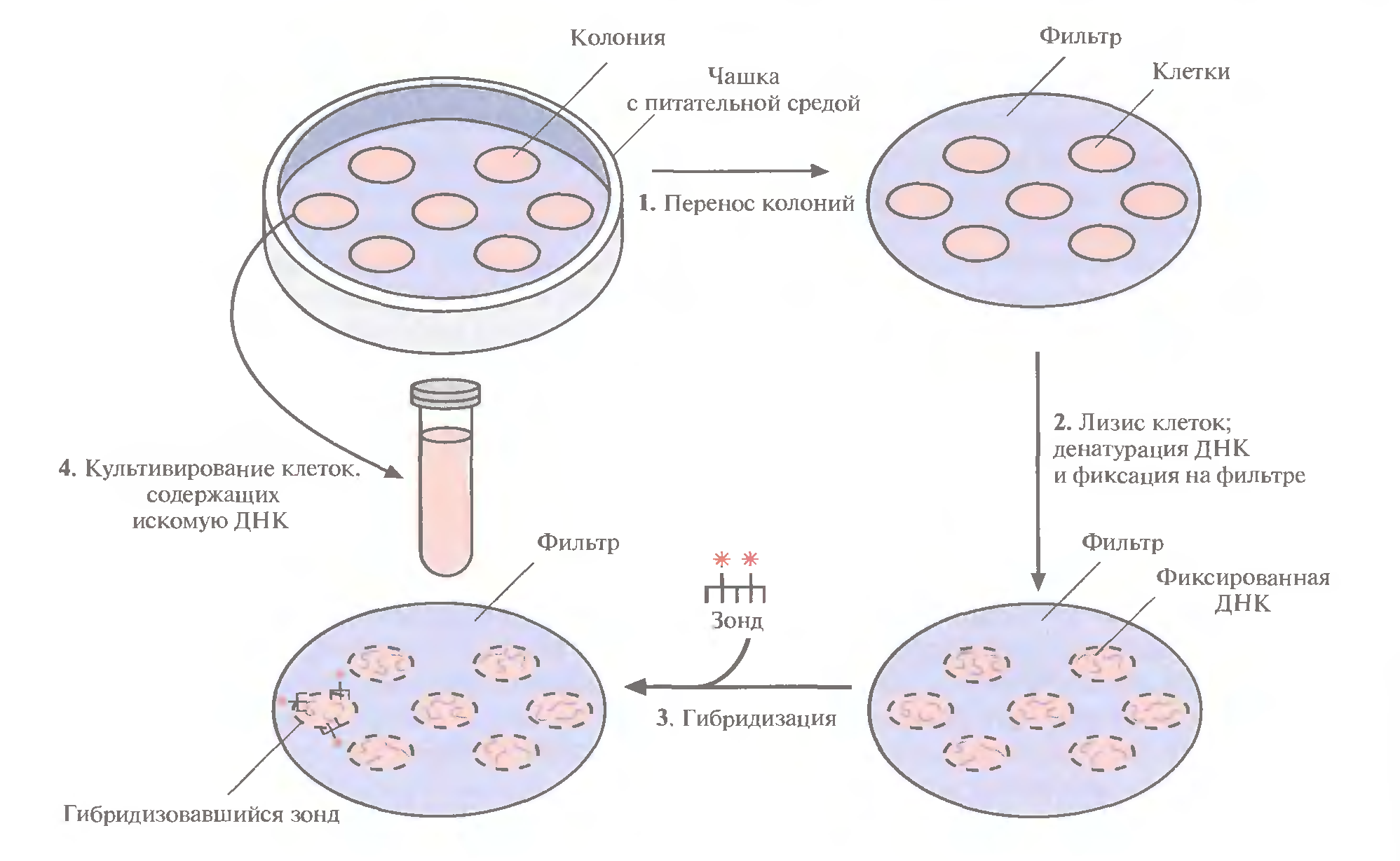Последовательность действий при использовании метода гибридизации. Гибридизация клеток схема. Схема метода гибридизации клеток. Культивирование клеток. Скрининг колоний бактерий.