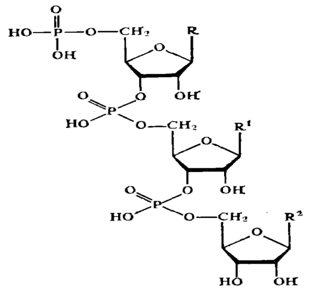 Олигонуклеотид структура. Олигонуклеотид структурная формула. Способы синтеза олигонуклеотидов. Олигонуклеотиды строение. 27 синтезы