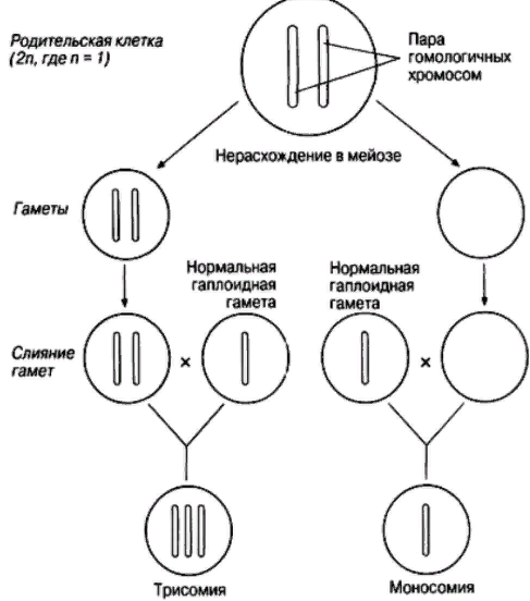 При мейозе расхождение гомологичных хромосом происходит в. Нерасхождение хромосом синдром Дауна. Нерасхождение хромосом в мейозе схема. Нерасхождение хромосом в 1 делении мейоза. Нерасхождение хромосом в первом делении мейоза.