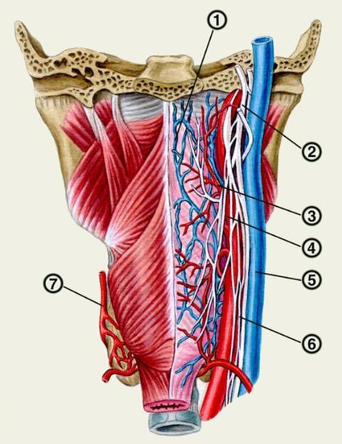Нерв глотки. Глотка топография кровоснабжение иннервация. Глоточное сплетение анатомия. Вены глоточного сплетения. Глоточное венозное сплетение.